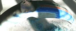 KE175 Fender Front Blue 1980 Original Sticker. Fixed Price $20.00.